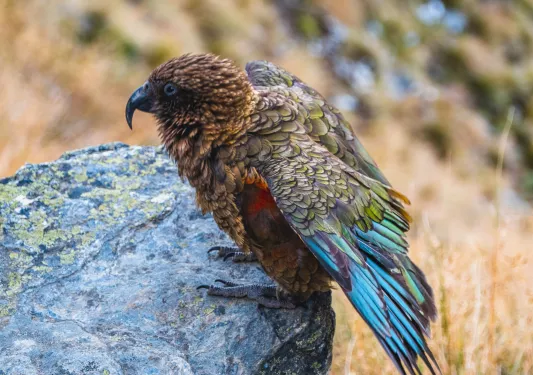 Falcon sitting on a rock with colorful feathers