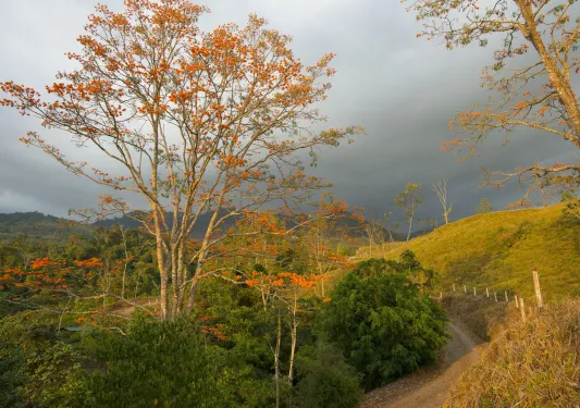 Valley with tall trees and bushes, with cloudy skies