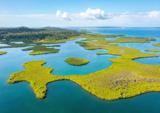 Marsh with plots of grassy fields and a forest in the distance