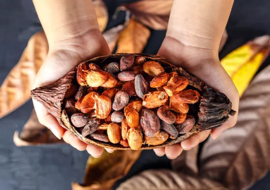 Cocoa bean with small seeds in side