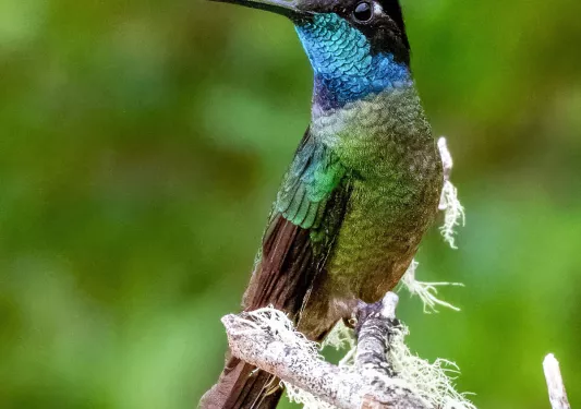 Colorful hummingbird with purple and blue feathers