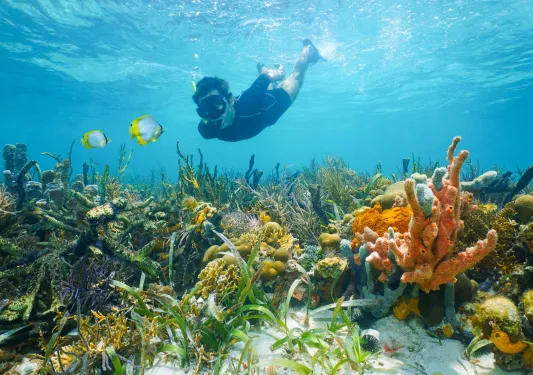 Man scuba diving in the ocean with coral reefs