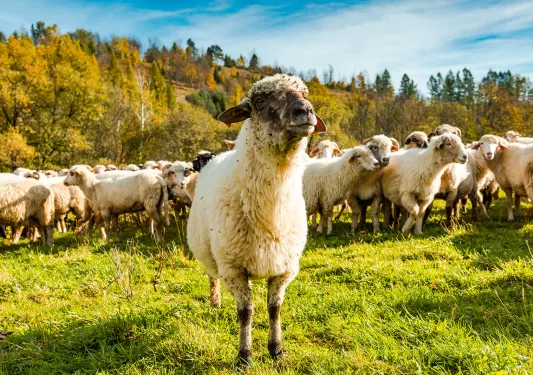 Sheep grazes with its herd