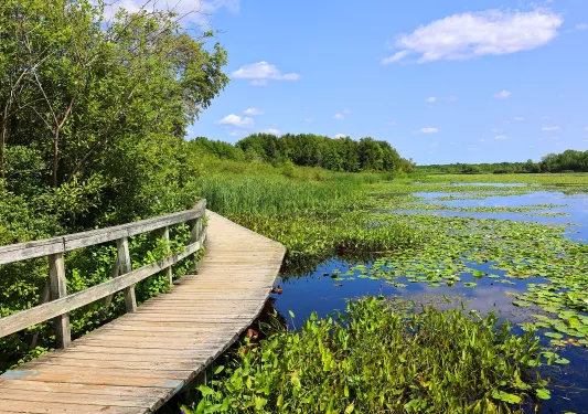 Small wooden bridge with a marsh to the right