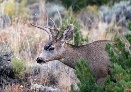 Deer with large antlers walking through a forest