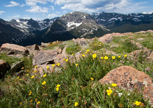Flowers surrounded by large boulders, with mountains in the distance