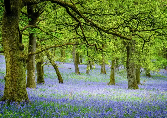 Field of lavender flowers and tall green trees