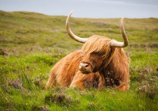 Furry cow with large horns, laying down on the grass