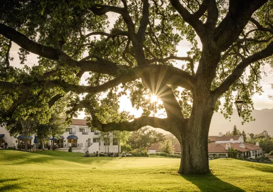 Exterior view of large, white building with a large tree in front