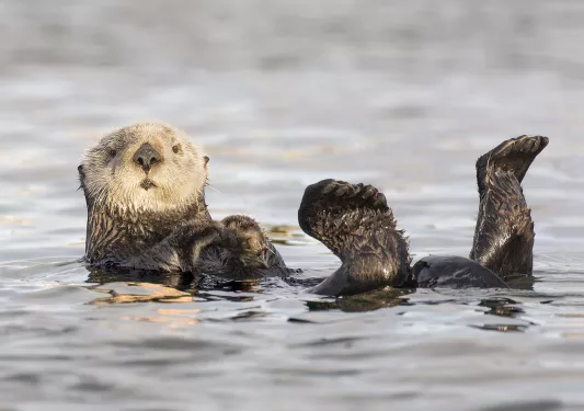 Sea otter swimming in water