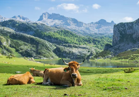 Herd of cows laying on a grassy valley