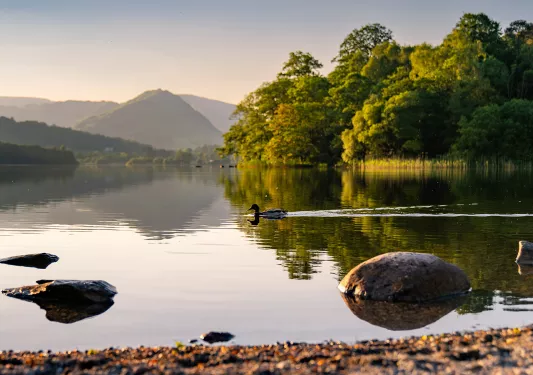 Duck swimming in a large lake
