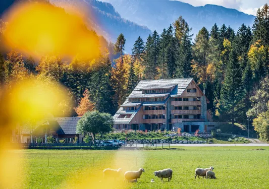 Exterior view of large wooden hotel building with a herd of sheep on a grass valley in front