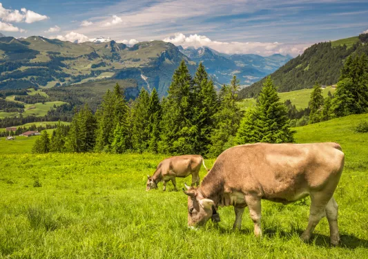 Two cows walking in a grass field with large trees in the background