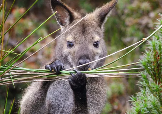 Wombat eating greens in the middle of a forest
