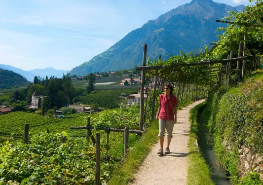 Person wearing a red shirt, walking through a trail surrounded by plants