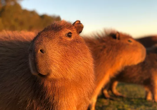 Two large capybaras with the sun hitting their fur