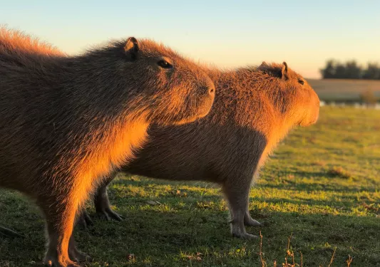 Two large capybaras with the sun hitting their fur