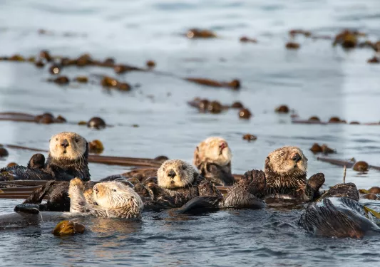 Sea otters floating in the ocean