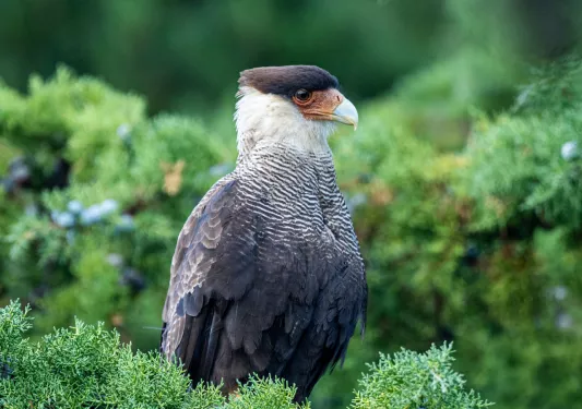 Falcon sitting on a branch full of leaves