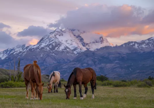 Three horses eating grass from an open field with mountains in the distance