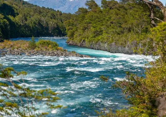 River with a curvy path, surrounded by trees and tall plants
