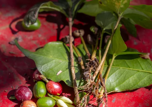 Green plant with fruits over a red floor