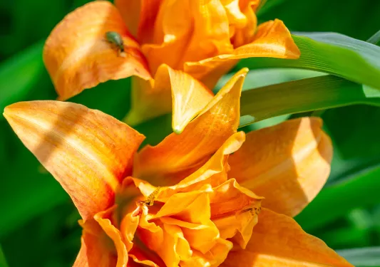 Orange and green flowers