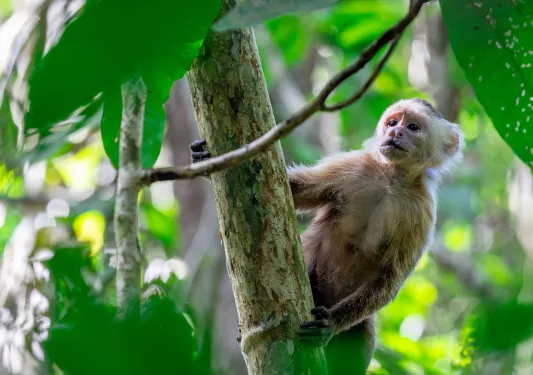 Small monkey climbing on tree branches