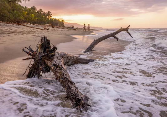 Large, broken tree on a shore of a beach
