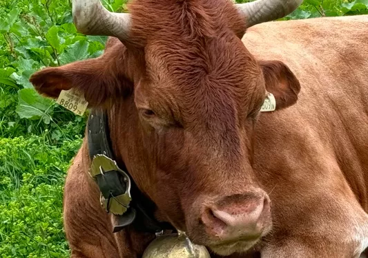 Cow laying down on the grass, with identifier tags on their ears