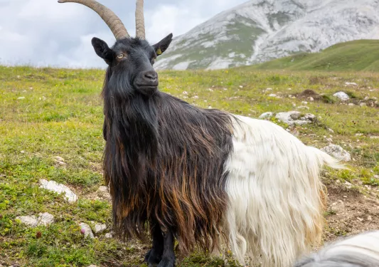 Goat with black and white fur and large horns