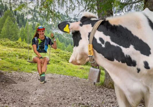 Woman sitting on a swing, smiling at a cow