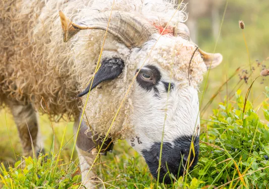 Sheep eating in a field of grass