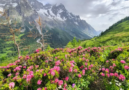 Field of pink flowers and grass with mountains in the back
