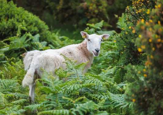 Lamb walking in a forest, surrounded by thick plants