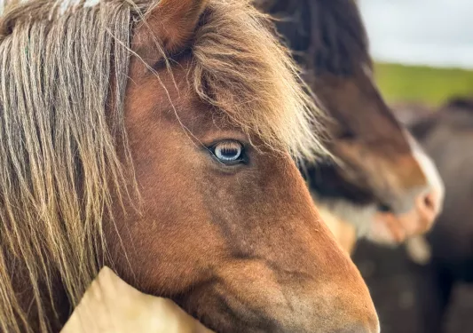 Two brown horses with blue eyes