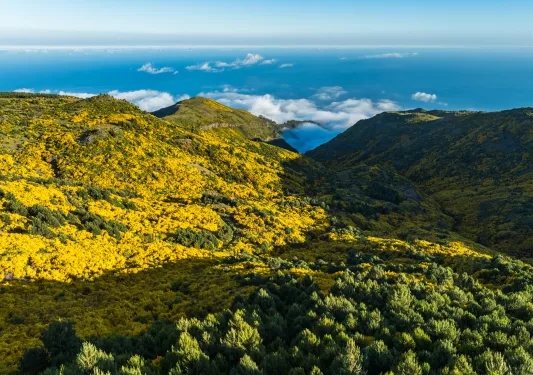 Large yellow and green trees in a forest