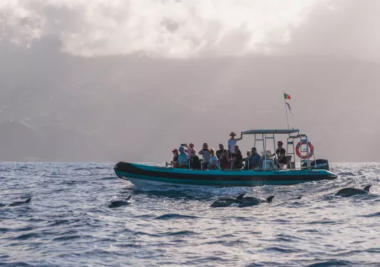 Group of people in a boat, sailing through the ocean, with dolphins swimming in the water