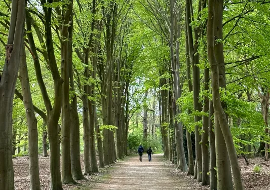 Two people walking on a dirt path, surrounded by tall trees in a forest