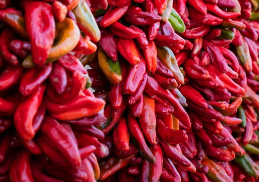 Bundles of chilis tied together and hanging