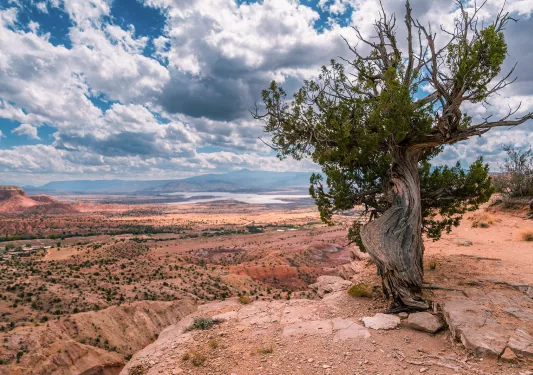 Tree on top of an orange canyon, overlooking a larger canyon in the distance