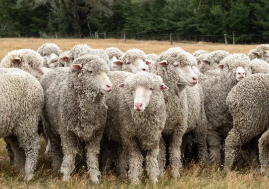 Herd of sheep on in a valley
