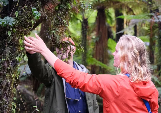 Man and woman investigating a tree's branches