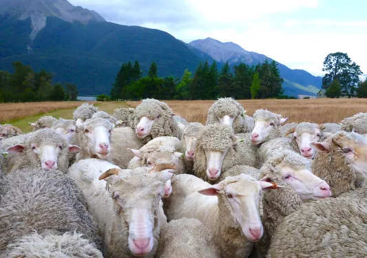 Herd of sheep on a large, open field, with tall mountains in the background