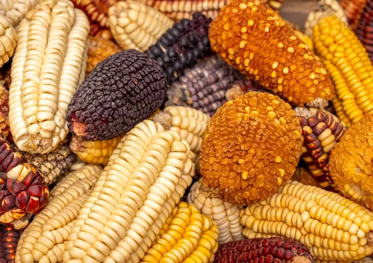 Bundles of dried yellow and purple corn