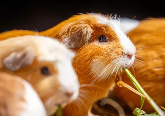 Guinea pigs eating plants