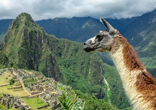 Brown and white llama with a view of Machu Picchu in the distance