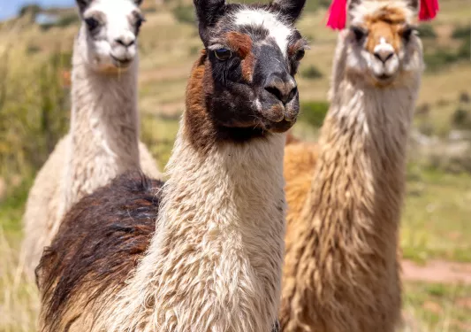 Three llamas with red ribbons on their ears