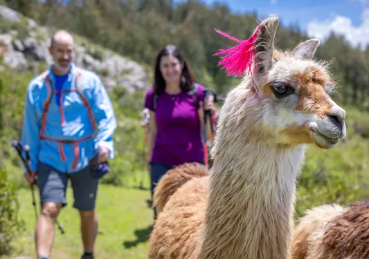 Llama with a pink ribbon in their ear, with a man and woman smiling in the background
